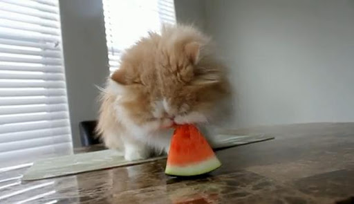 funny animal pictures, funny animal eating, animals eating watermelon, cat eating watermelon, hippo eating watermelon, polar bear eating watermelon