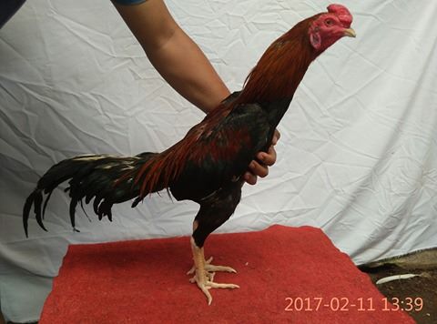 Ramuan Obat Tradisional Rawatan Jamu Ayam Setelah Diadu Ramuan Obat Tradisional Rawatan Jamu Ayam Setelah Diadu