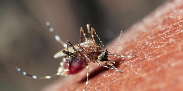 Waspada! Virus Zika Bisa Sebabkan Janin Dalam Kandungan Cacat Otak
