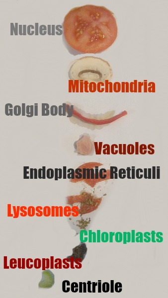 Label parts of cell with pizza toppings