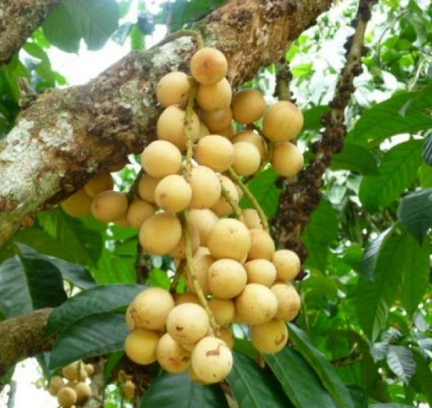 klasifikasi dan morfologi tanaman buah duku lansium domesticum corr klasifikasi dan morfologi klasifikasi dan morfologi tanaman buah