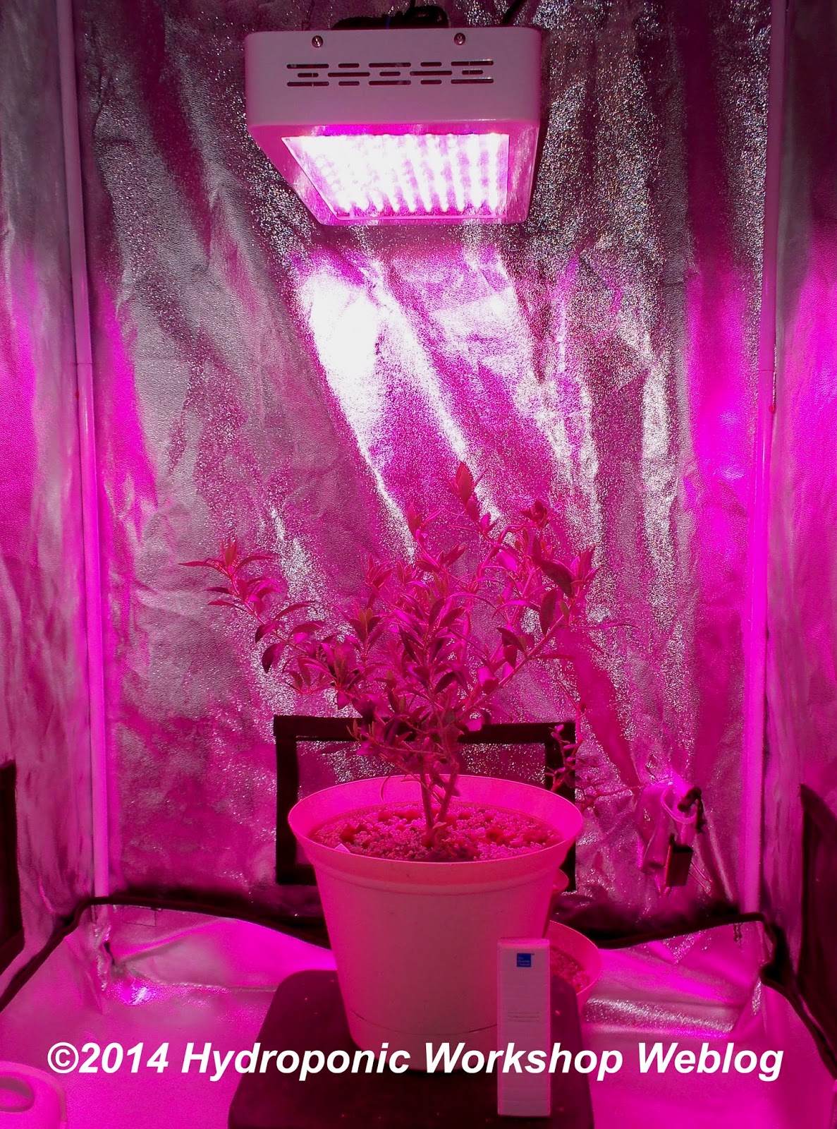 300 Watt Led Grow Light Distance - Growneer LED 300 watt Grow Light