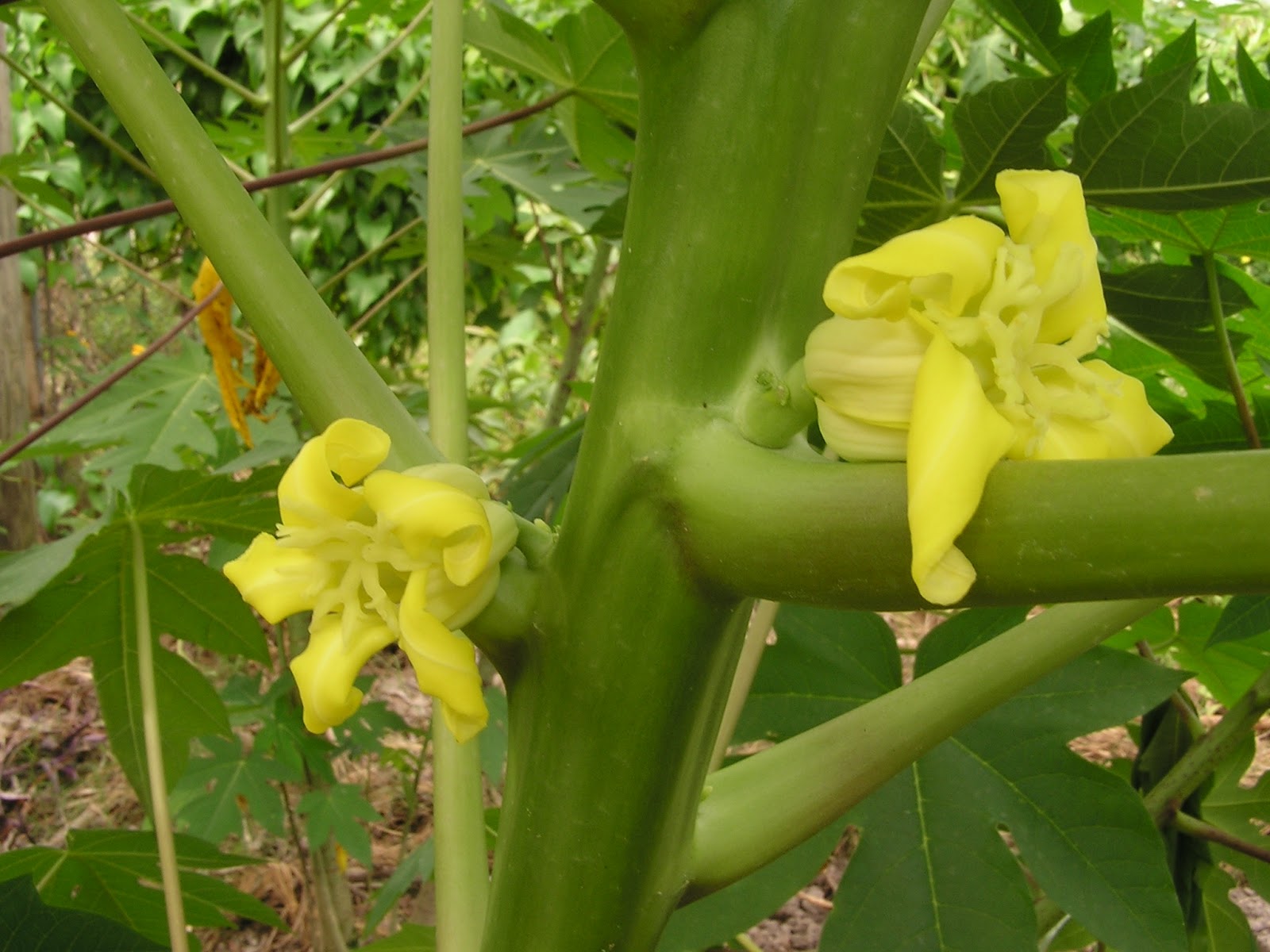 John Starnes Urban Farm Sexing Papayas