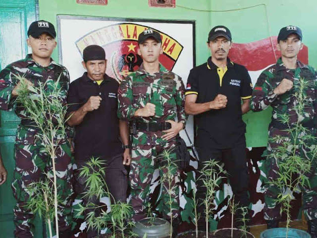 Satgas Yonif 711/Raksatama dan Warga Kabauw Temukan Kebun Ganja di Hutan Satgas Yonif 711/Raksatama dan Warga Kabauw Temukan Kebun Ganja di Hutan