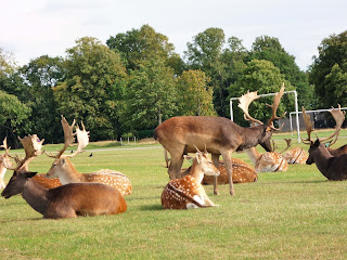 Oh, deer... in Phoenix Park