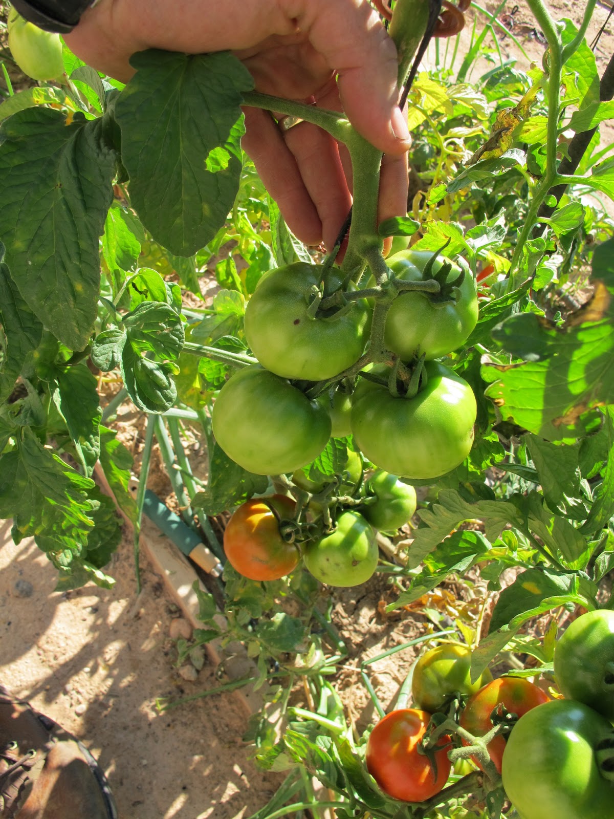 Simple. Healthy. Tasty How to Grow Bunches of Tomatoes that Ripen Quickly