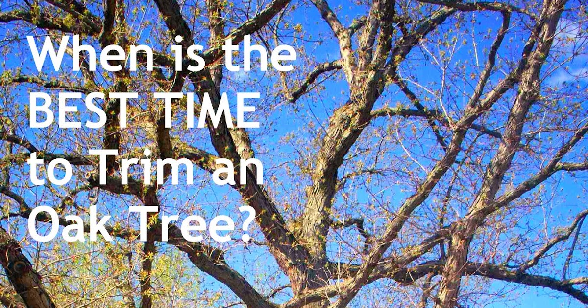 is it ok to trim oak trees in the summer