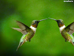 birds flying resolution definition 1600 1200