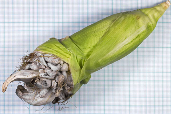 Corn smut caused by Ustilago maydis