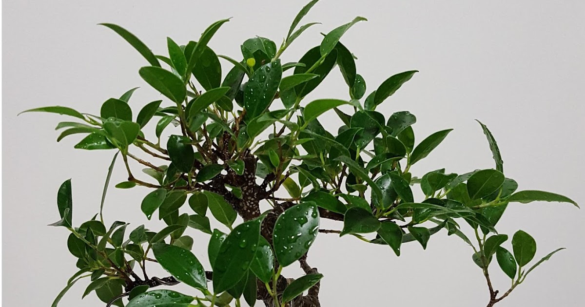 Фикусы - Ficus retusa Hawaii = Ficus microcarpa Nitida Hawaii / фикус ретуза нит