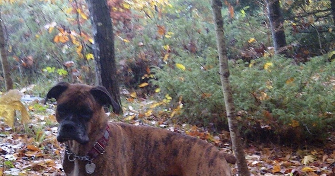 Ottawa Valley Dog Whisperer : Fatty Tumors (Lipomas) in ...