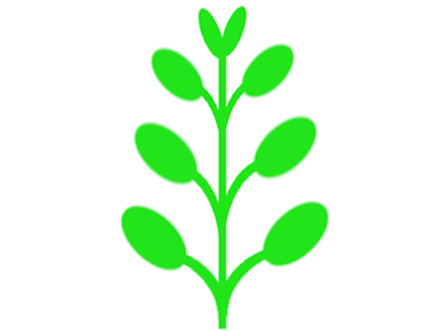 ハイグロフィラなどの対生の水草模式図