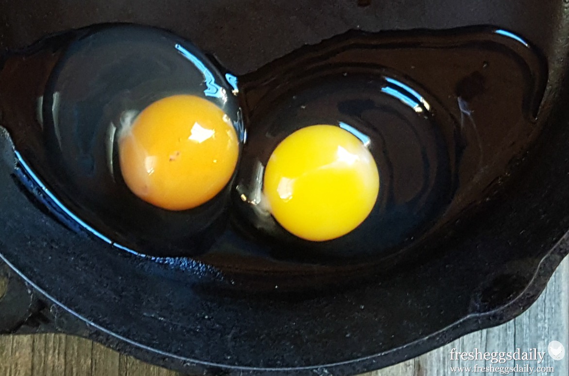 Are Fresh Eggs Really Better? Fresh Eggs Daily® with Lisa Steele