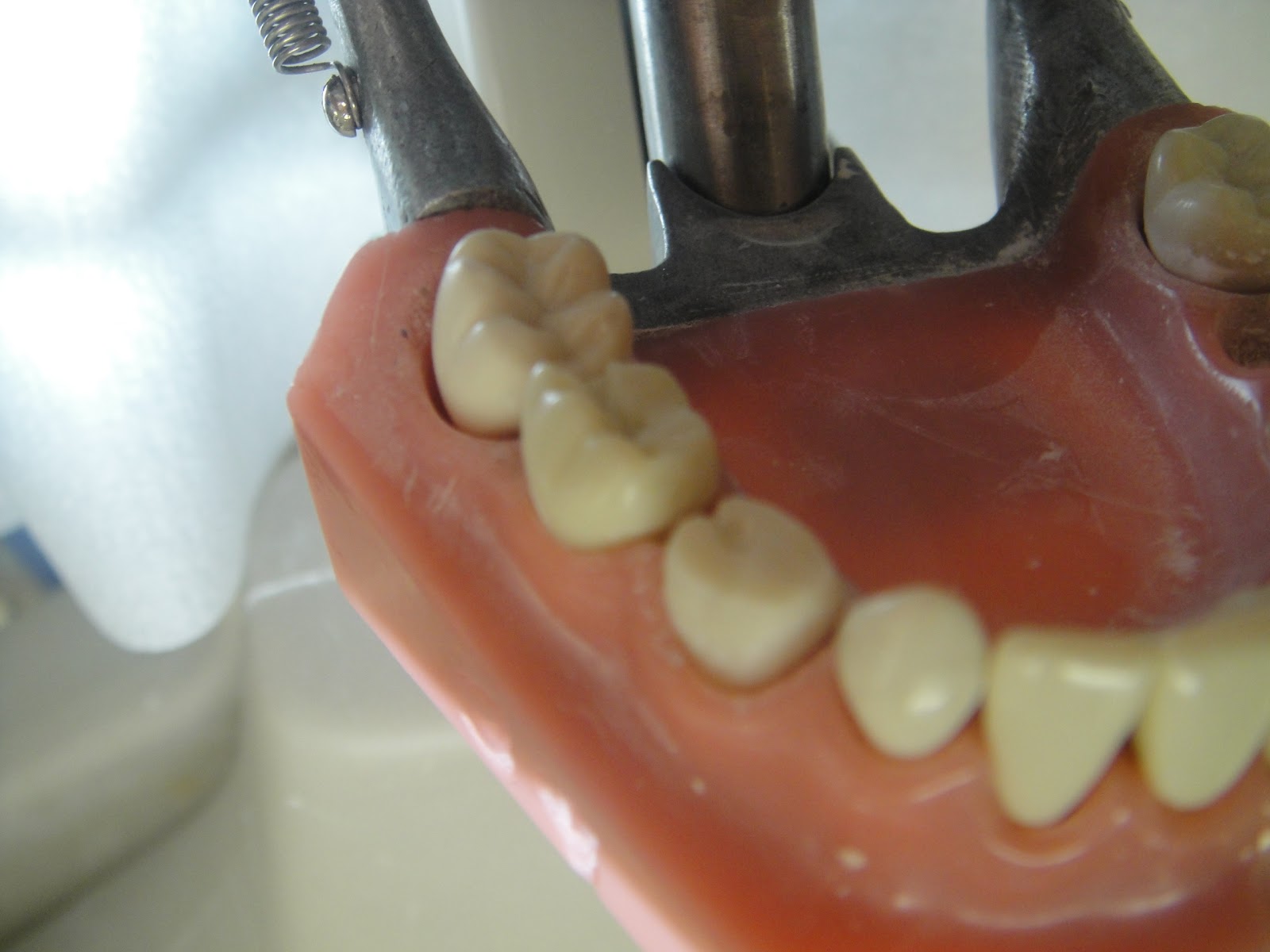 StuDENT Diaries Pedo Stainless Steel Crown