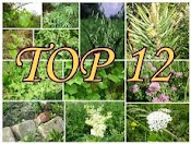 2013 sezona augu pasaulē ar TOP 12