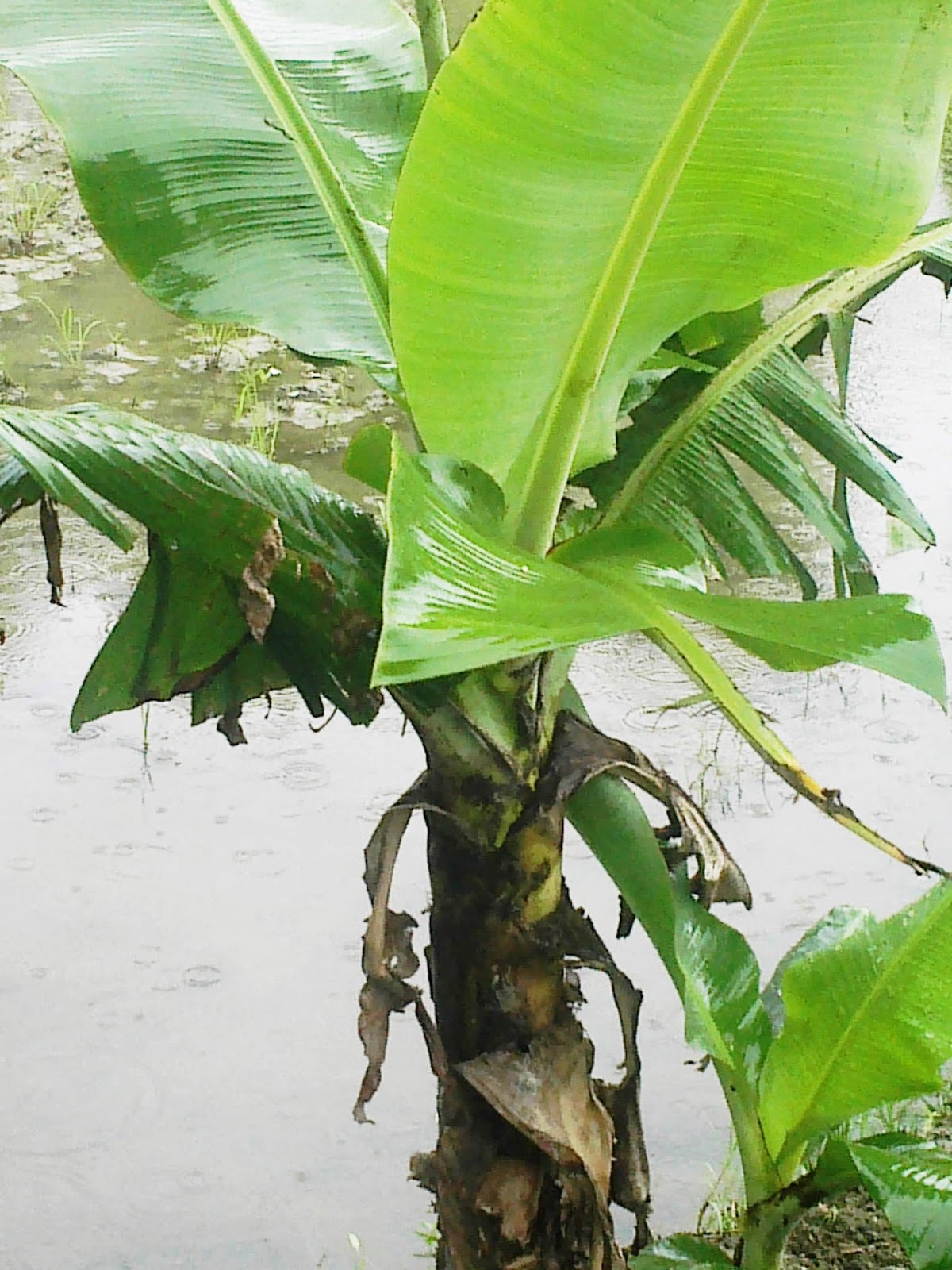 Gambar Pohon Pisang
