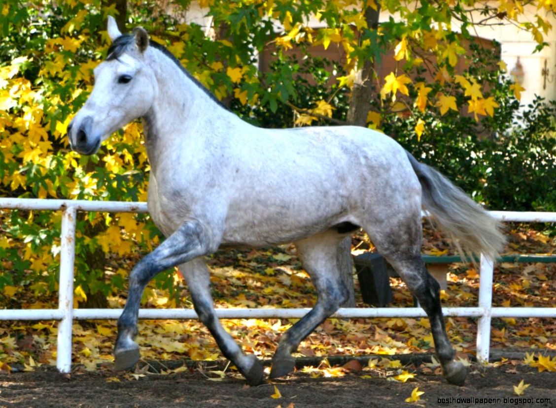 Spanish Andalusian Horses
