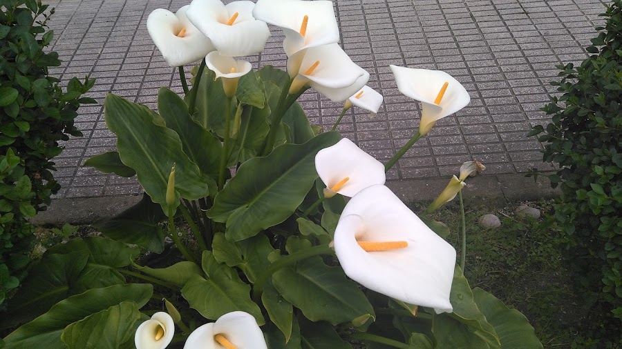 truco-ramo-calas-dure-mas