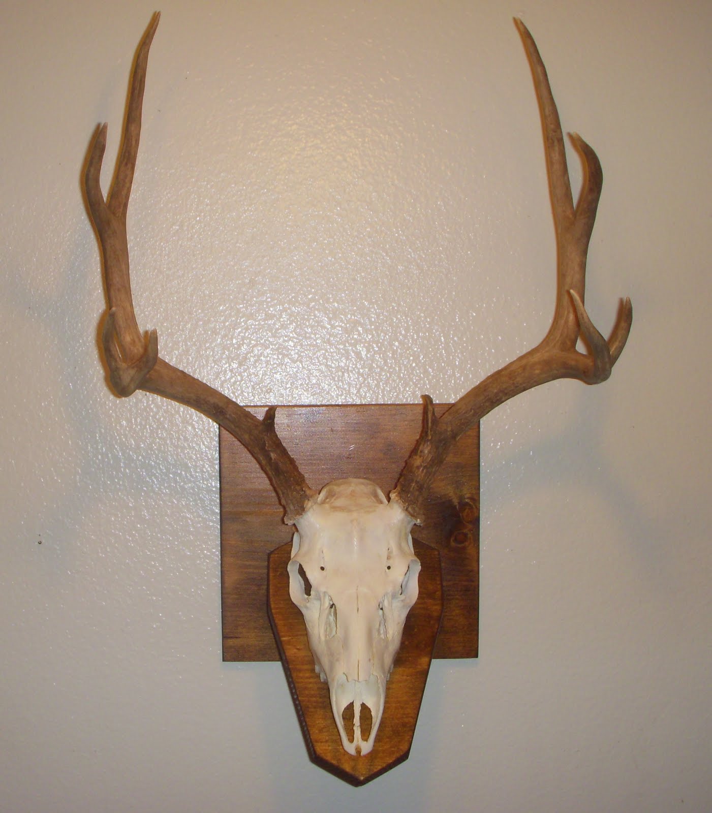 Badlands Custom Taxidermy / Desert Country Archery European Mounts