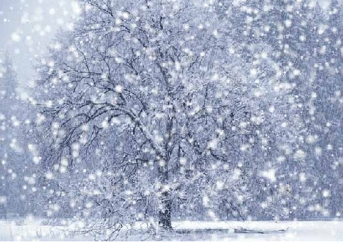 Thoughts and Questions from Aramis Thorn: On Giving Thanks – Snow
