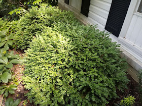 Boxwood Growth Over Time Thinking Outside The Boxwood
