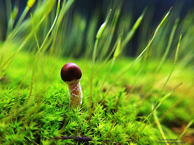 little mushroom , minik mantar , petite champignon , micro champignon , 