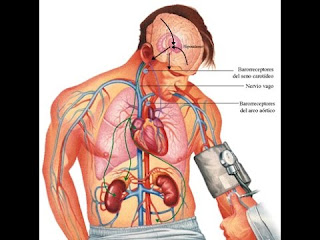 La Hipertensión