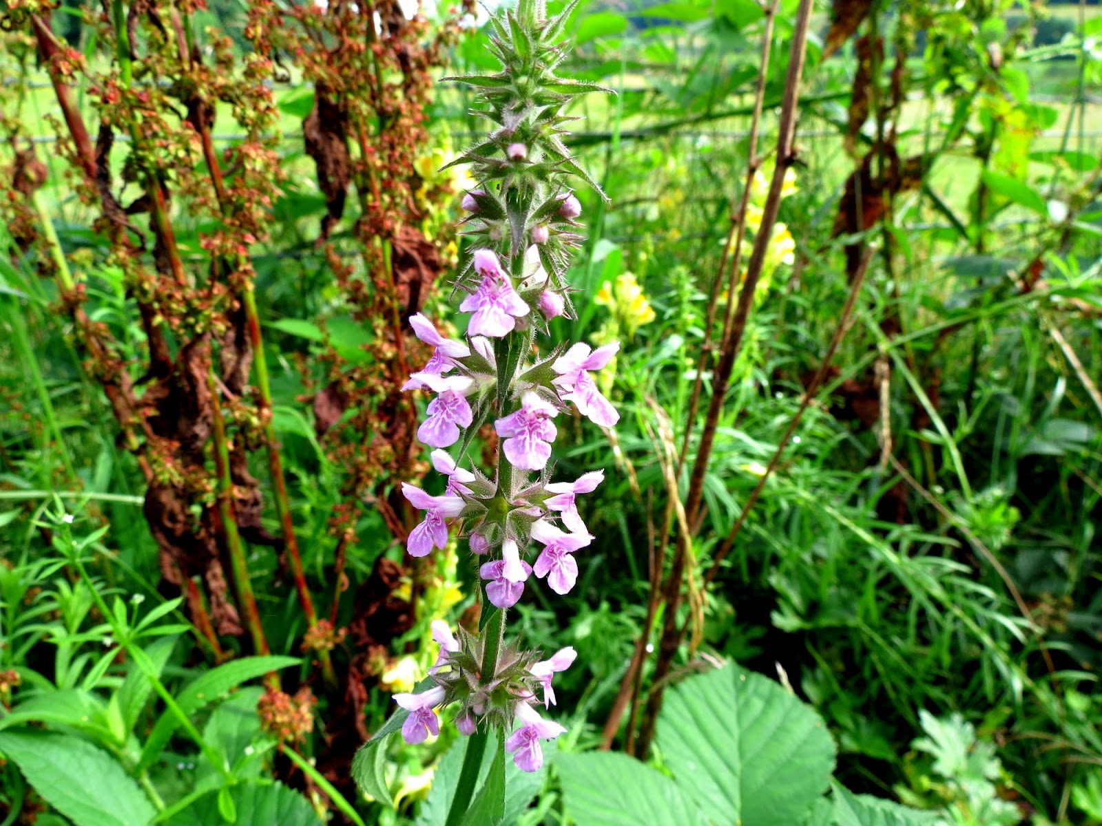 The Glebe Blog: 07/2012