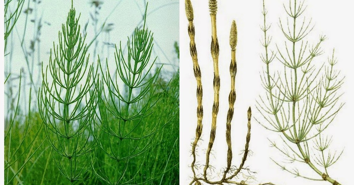 Хвощ полевой equisetum arvense l. Песты хвоща полевого. Хвощ полевой лечебные свойства кратко. Полевой хвощ показания к применению. Трава хвоща полевого.