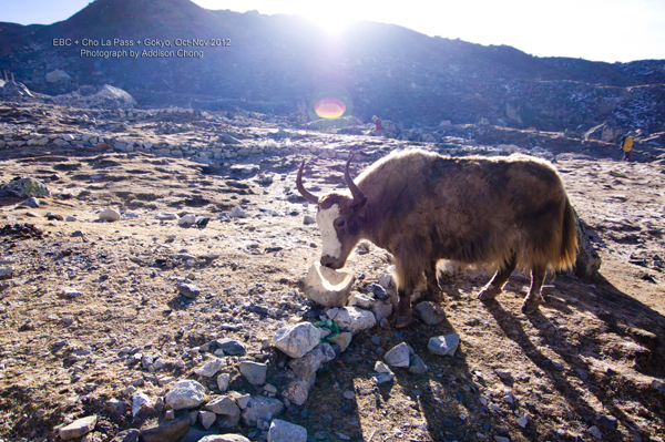 Yak in Gokyo