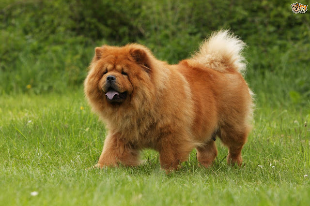 9_chow_chow_most_beautiful_dog_breeds_in_the_world_2017_2018