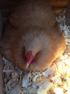 broody hen waiting for eggs to hatch