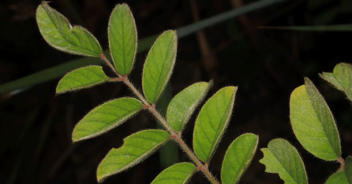 Medicinal Plants Indigofera astragalina, Silky Indigo