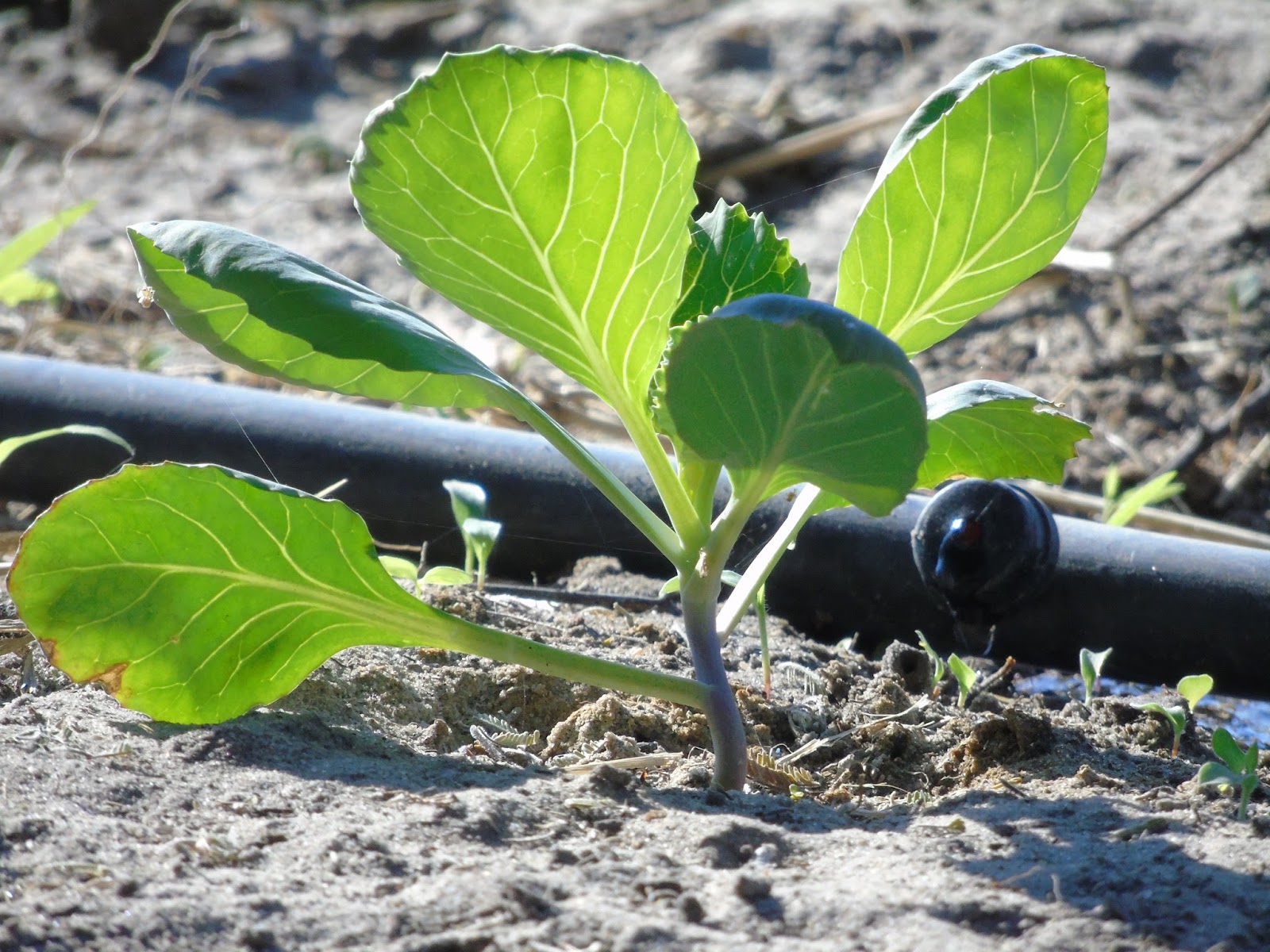 vegetable farming Botswana Drip irrigation the best watering method