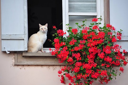 white cat in window