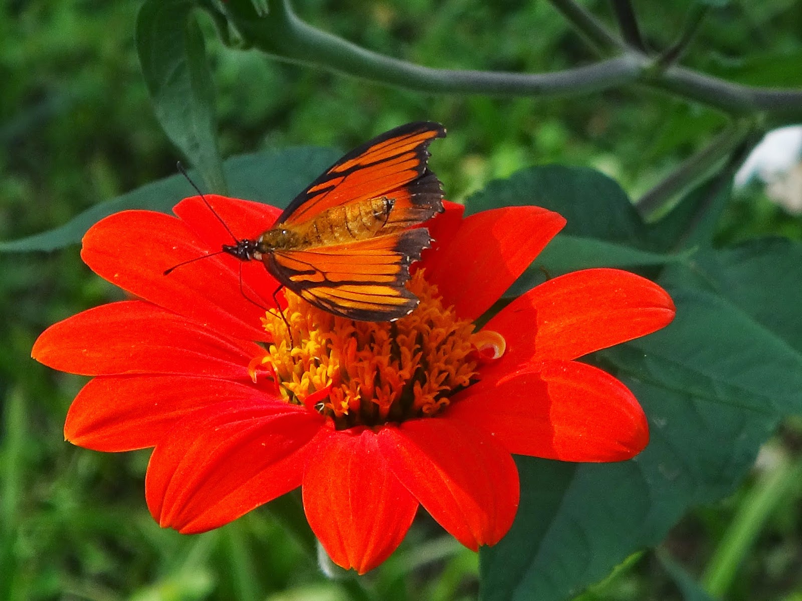 Uma flor por dia: Titônia