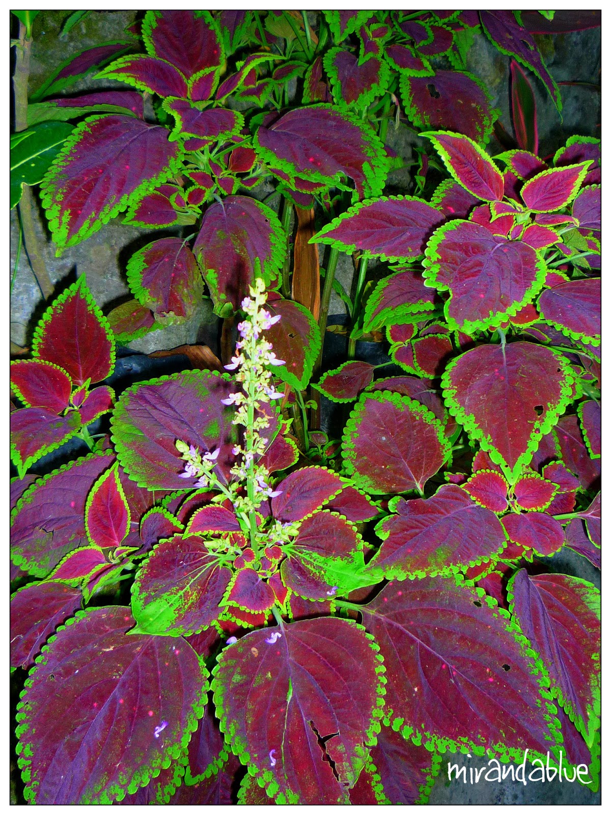 Live in the Moment Coleus, Lampunaya