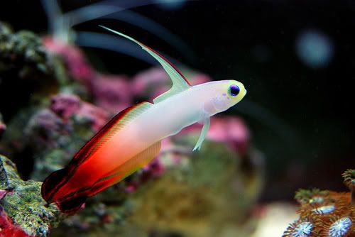 Gambar Ikan Firefish - Budidaya Ikan