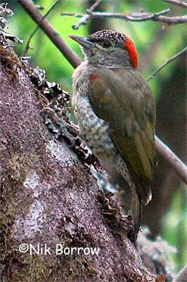 Tullberg´s Woodpecker