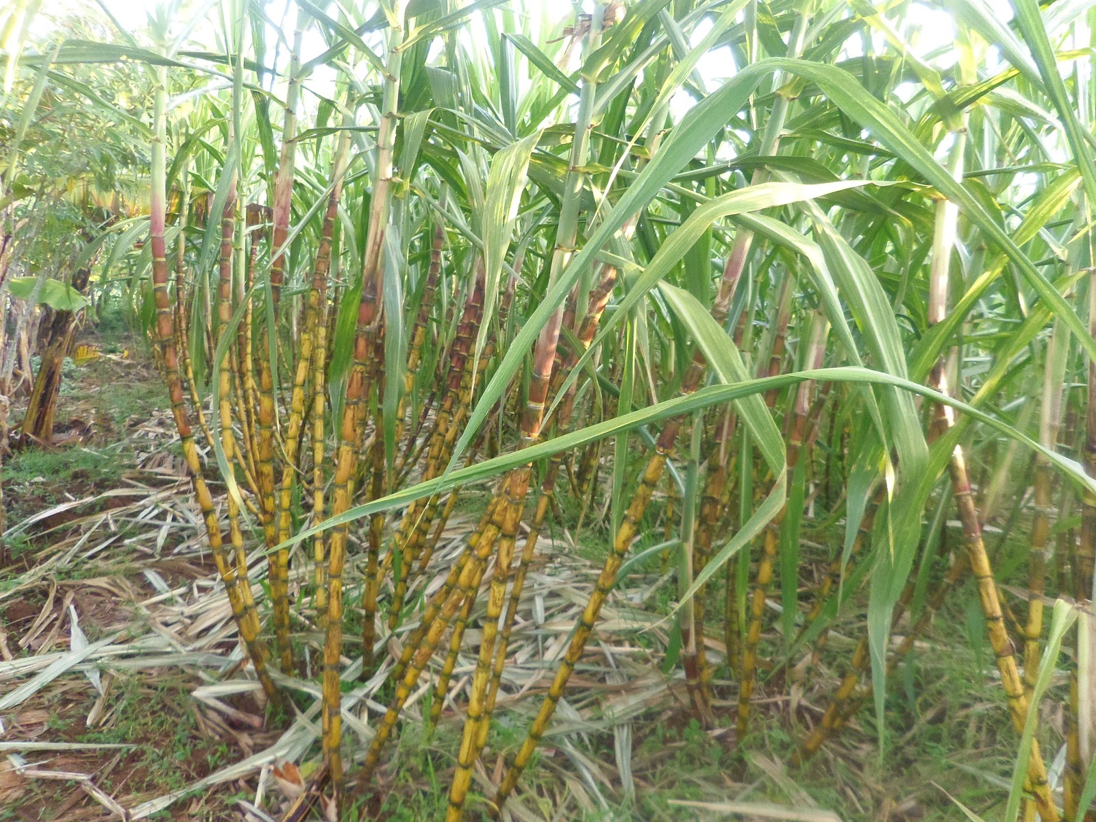 SMALLSCALE FARMING COMMERCIALIZED SUGARCANE PLANTING IS ENJOYABLE