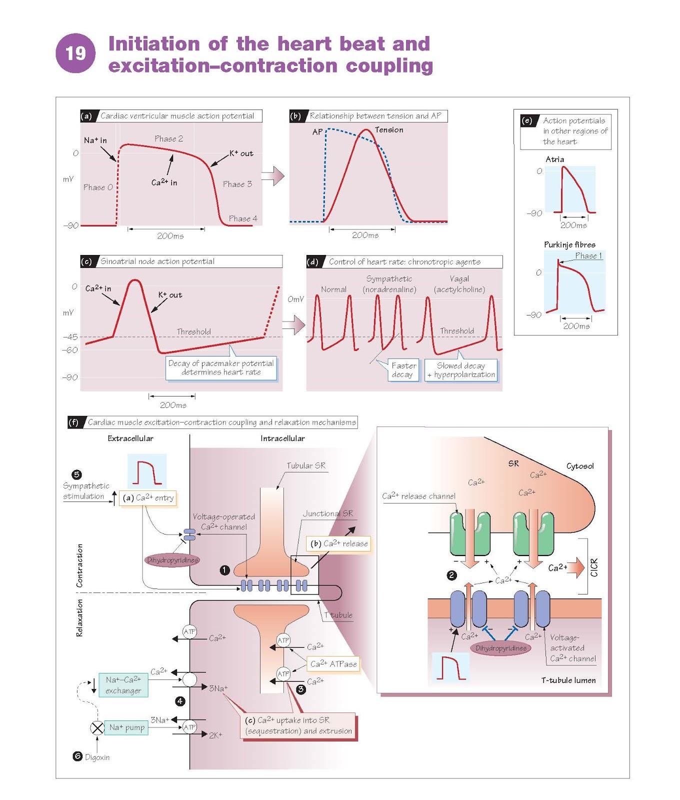 Initiation Of The Heart Beat And Excitation Contraction Coupling