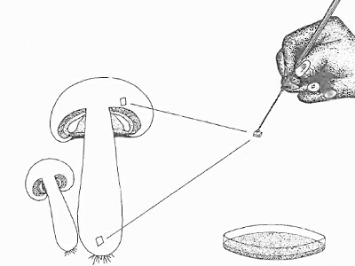 istiridye mantari tohumu