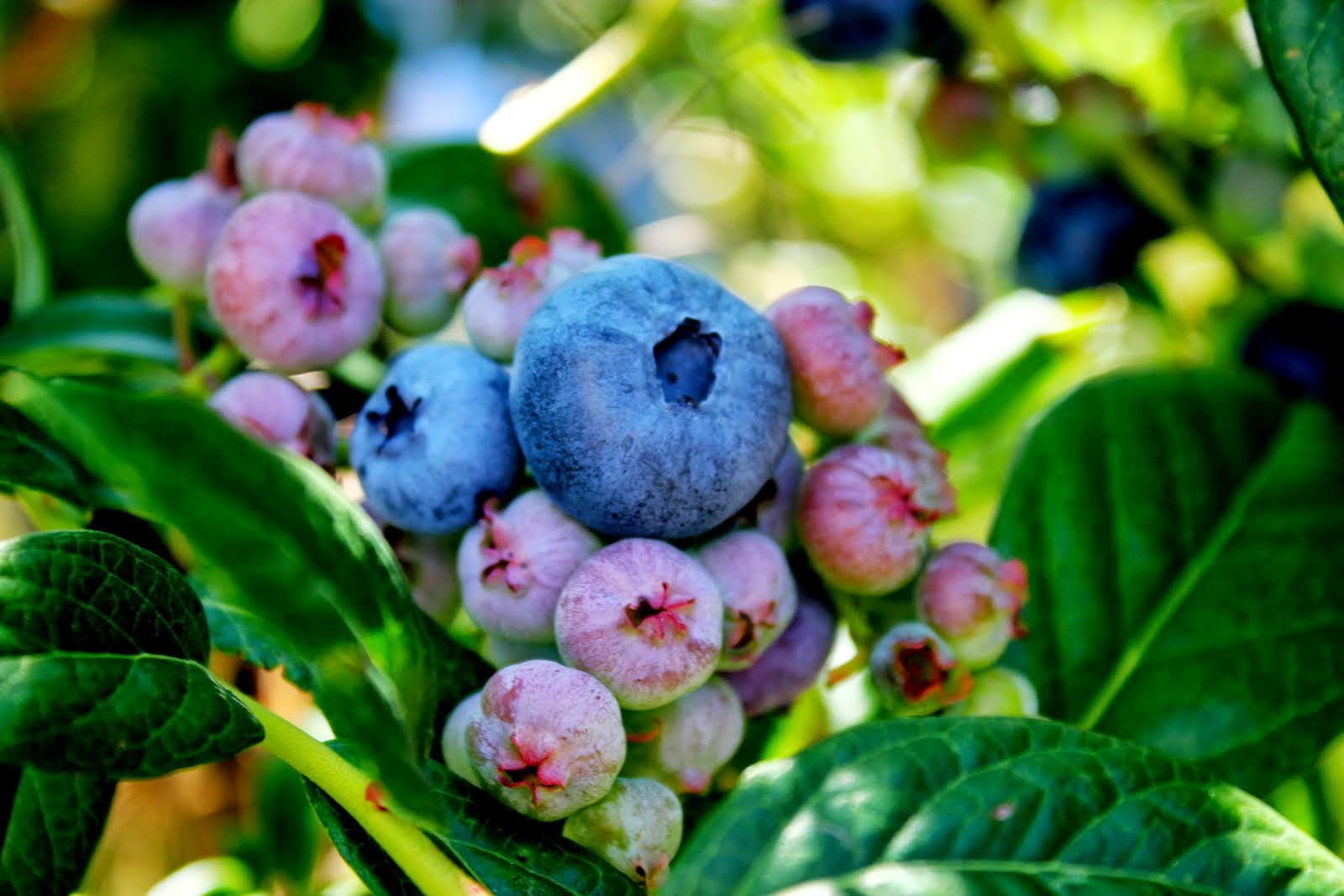 Here and There: Blueberries in the Sun