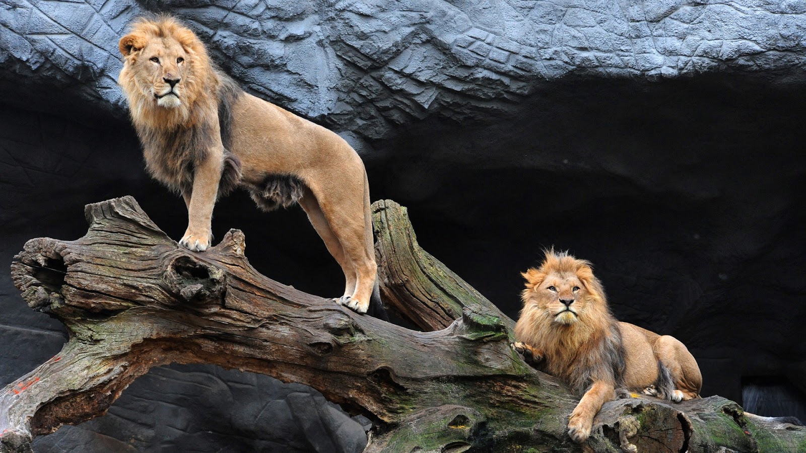 http://3.bp.blogspot.com/-q0zYqwuYhtE/UO1DFcHNhrI/AAAAAAAAOsM/vPkt-CqNHhc/s1600/majestic-pair-of-lions.jpg