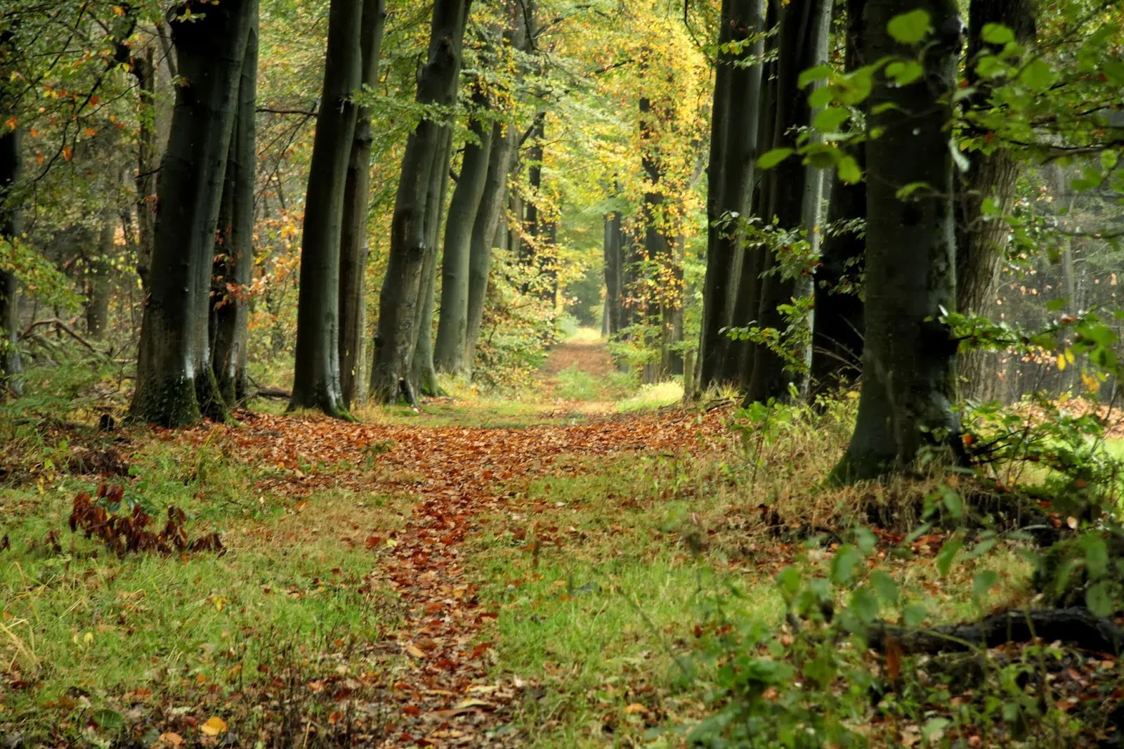 Bos Kos Nekat Masuk Sel Polsek Cari Pelaku Curanmor 40 Motor