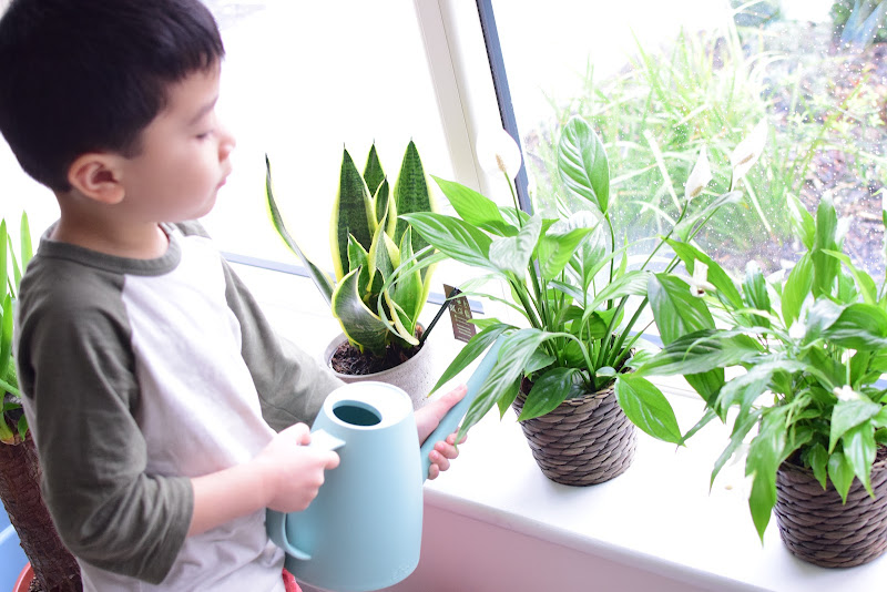 Montessori Practical Life Indoor Plant Care in Winter The Pinay