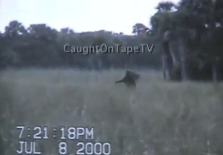 Take a Look at Dave Shealy's Skunk Ape Footage