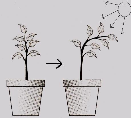 Suatu gerakan yang rangsangannya berasal dari tumbuhan itu sendiri disebut gerak