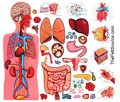 body human structural anatomy systems levels organization organs diagram parts functionalism internal organ function physiology sociology compared written language tools