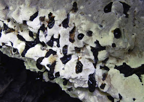exudiate black drops polypore Inonotus glmeratus